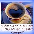C�mo Act�a el Cafe LINGZHI en nuestro cuerpo